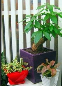 成都植物租賃租擺【林邦園藝】成都園林景觀設(shè)計(jì)|成都室內(nèi)綠化養(yǎng)_建筑建材_世界工廠網(wǎng)中國產(chǎn)品信息庫